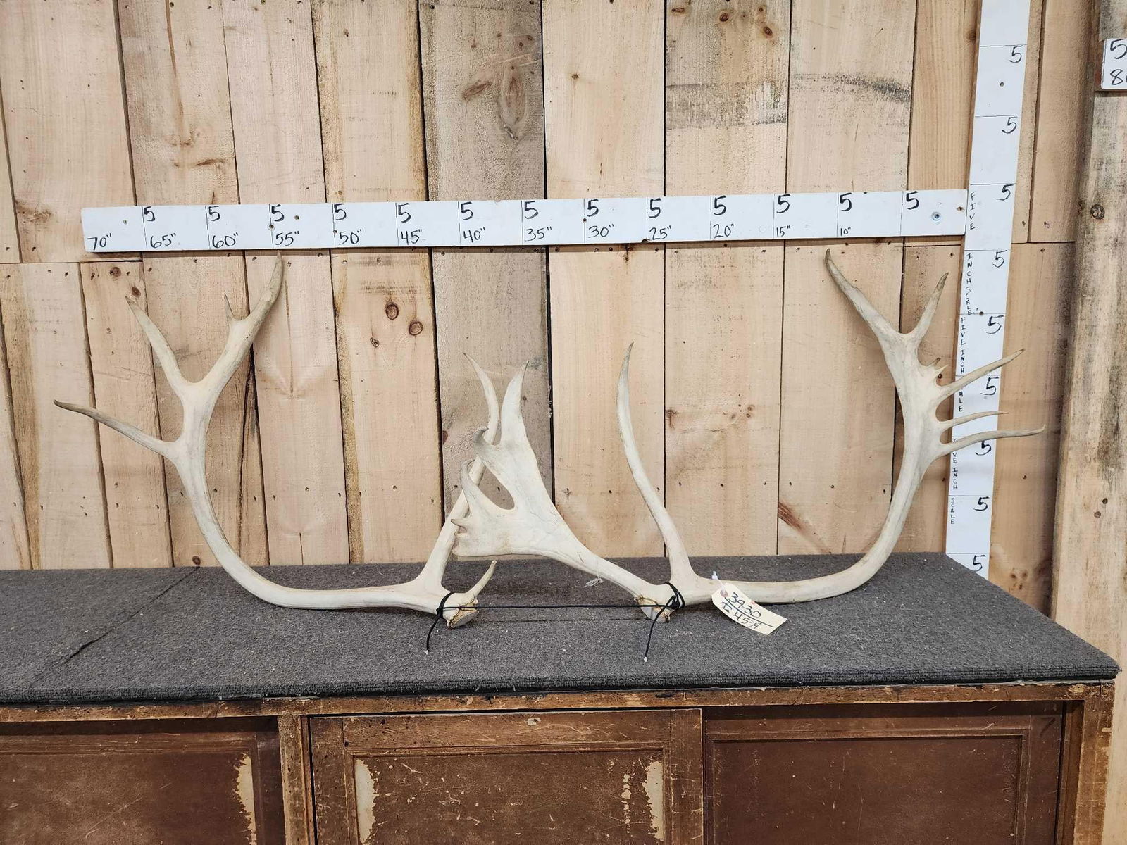 Set Of Alaskan Caribou Antlers (1 of 3)
