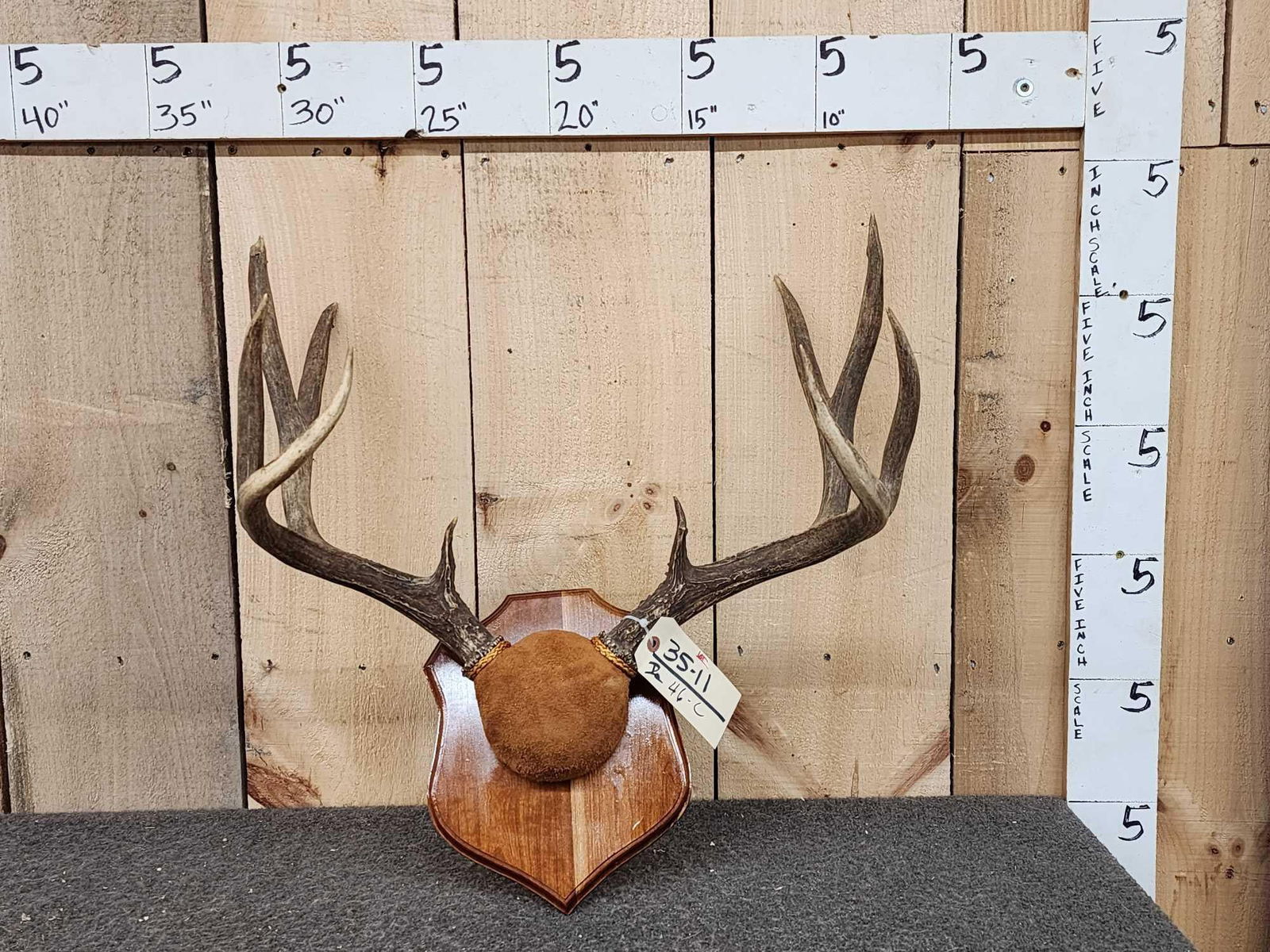 5x5 Mule Deer Antlers On Plaque (1 of 4)