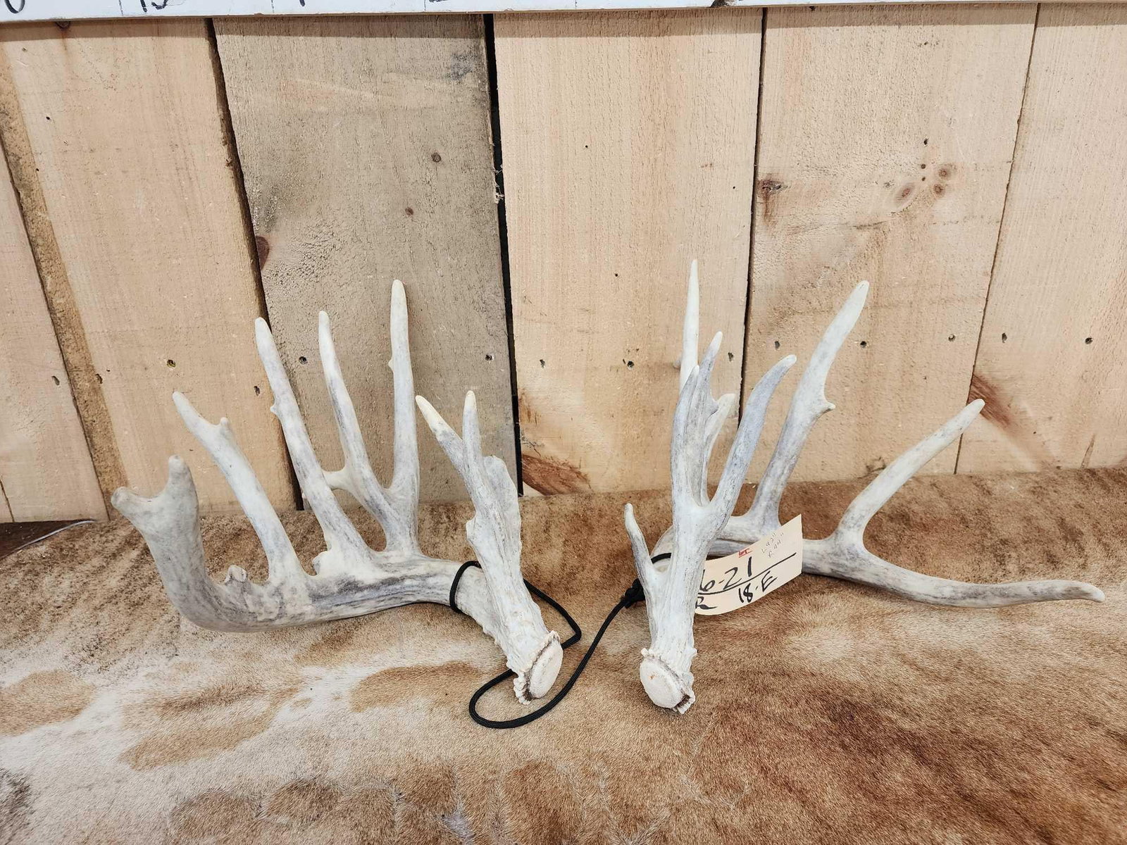 Set Of Nontypical Whitetail Shed Antlers: 6.21 Right 94" Left 92"