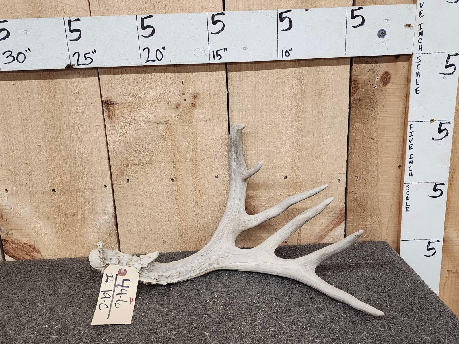 7 Point Mule Deer Shed Antler (1 of 3)