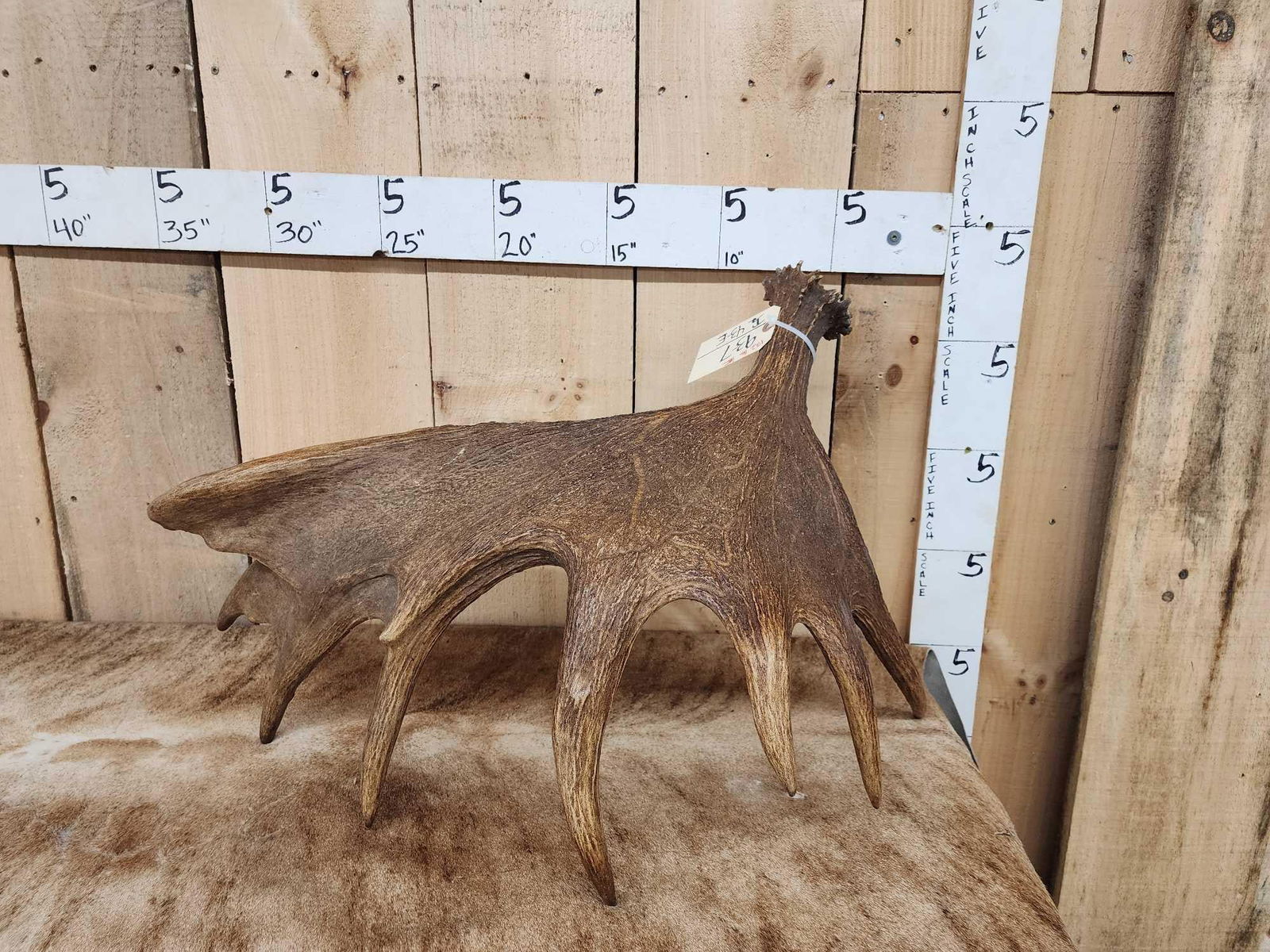 13.2 Lbs Self Standing Moose Shed Antler (1 of 4)