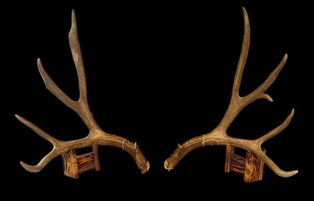 185?? Wild Wyoming Mule Deer Shed Antlers (1 of 4)