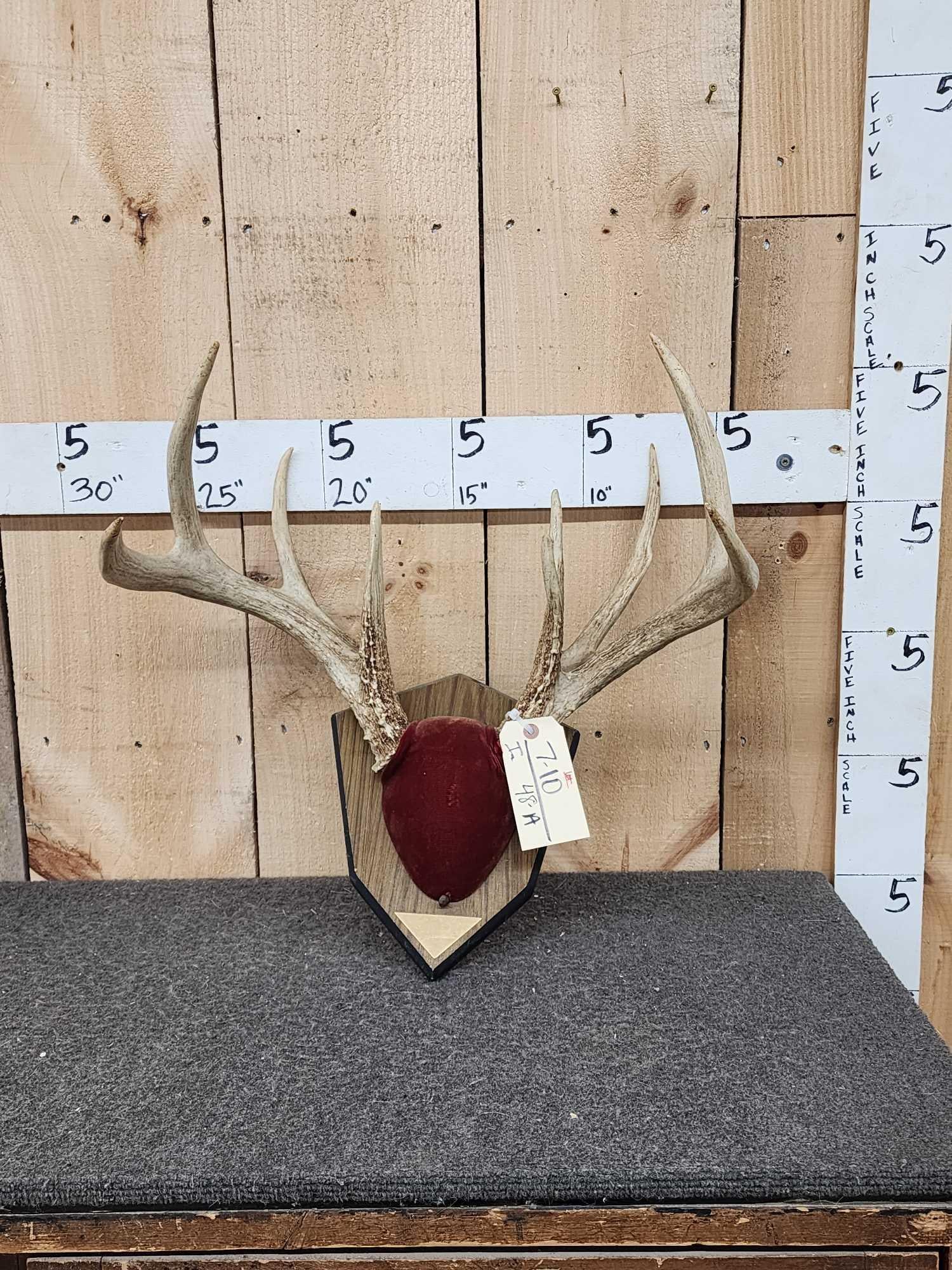 Main Frame 4x4 Whitetail Antlers On Plaque (1 of 5)
