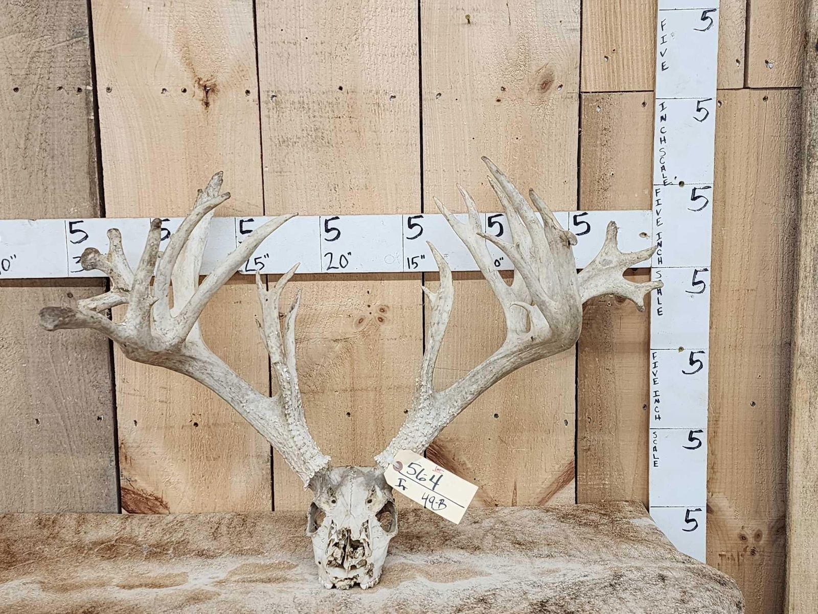 Giant 300 Class Whitetail Antlers On Skull (1 of 3)