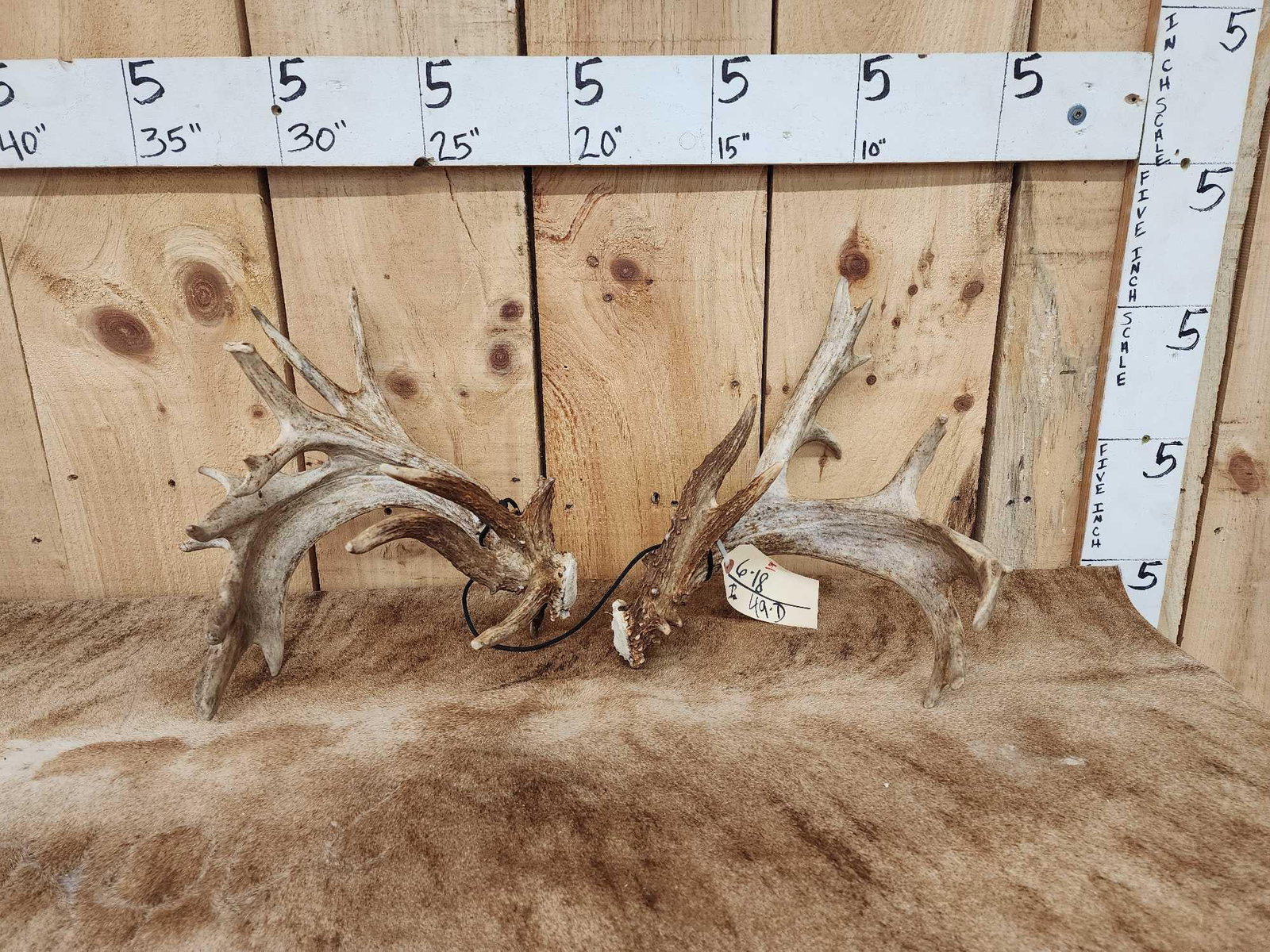 Set Of 215" Whitetail Shed Antlers: 6.18 Score is with spread credit great color heavy Mass palmation