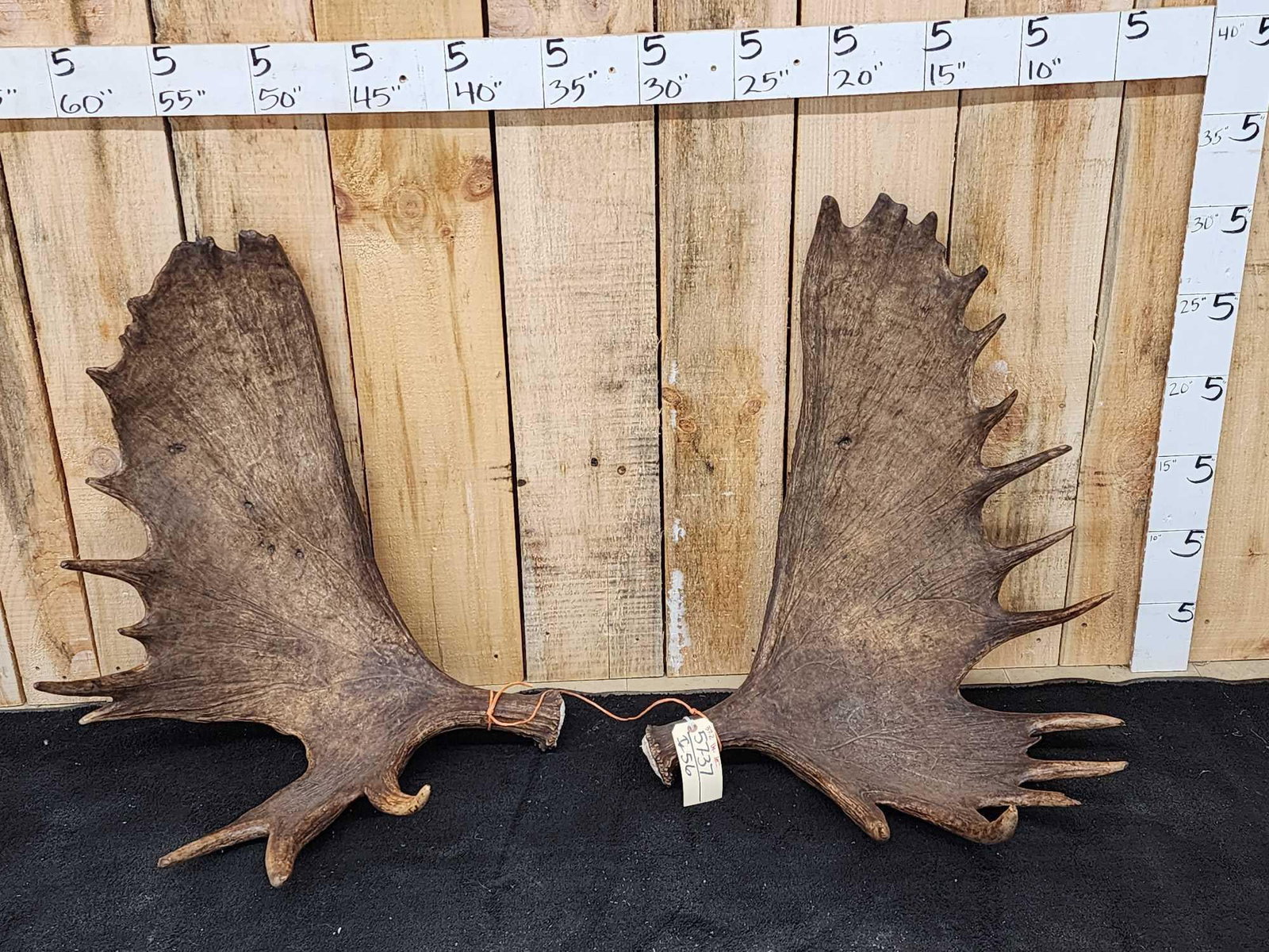 Set Of 37.2 Lbs Alaskan Moose Shed Antlers (1 of 7)
