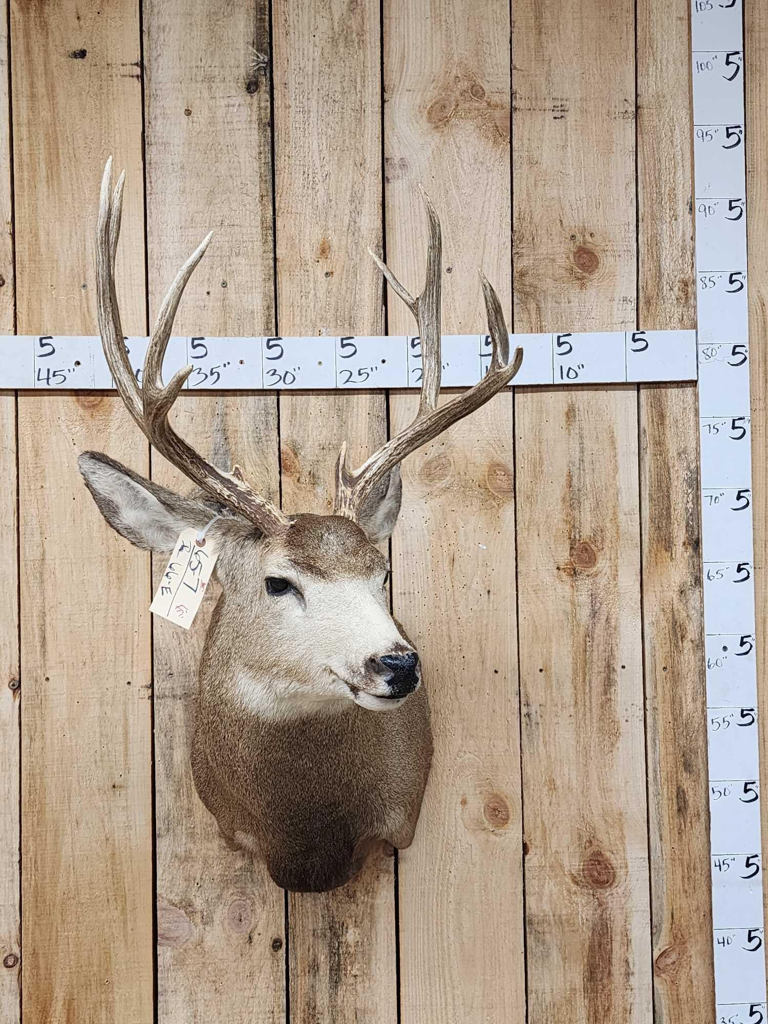 5x5 Mule Deer Shoulder Mount Taxidermy (1 of 4)