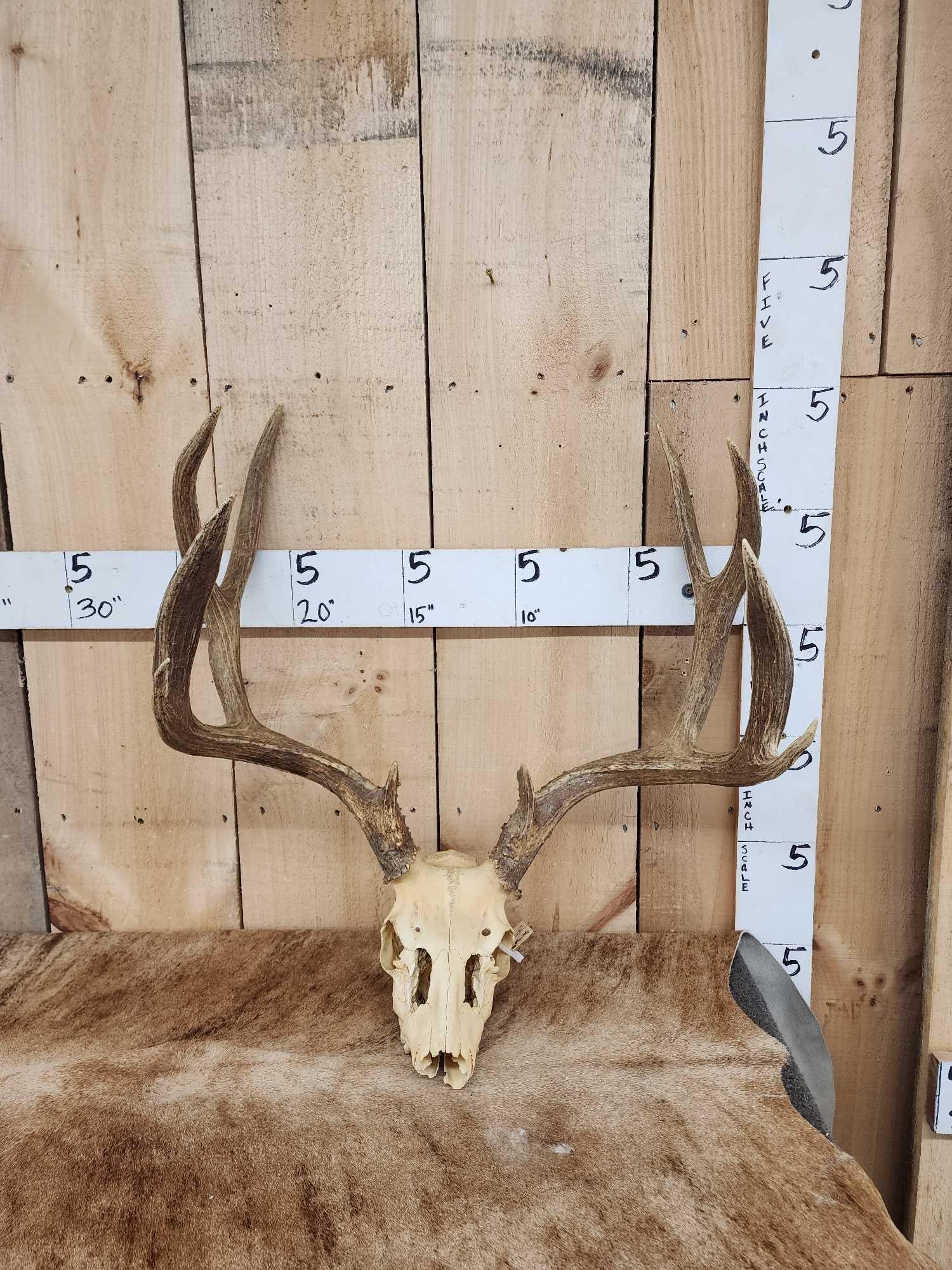 Heavy Mass 5x5 Mule Deer Antlers On Skull (1 of 4)
