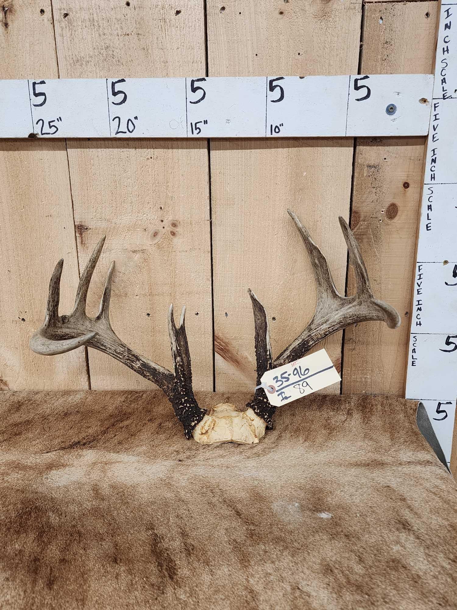 4x5 Whitetail Antlers On Skull Plate (1 of 3)