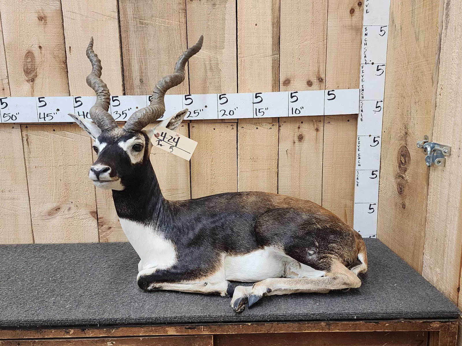 Indian Black Buck Full Body Taxidermy Mount (1 of 8)