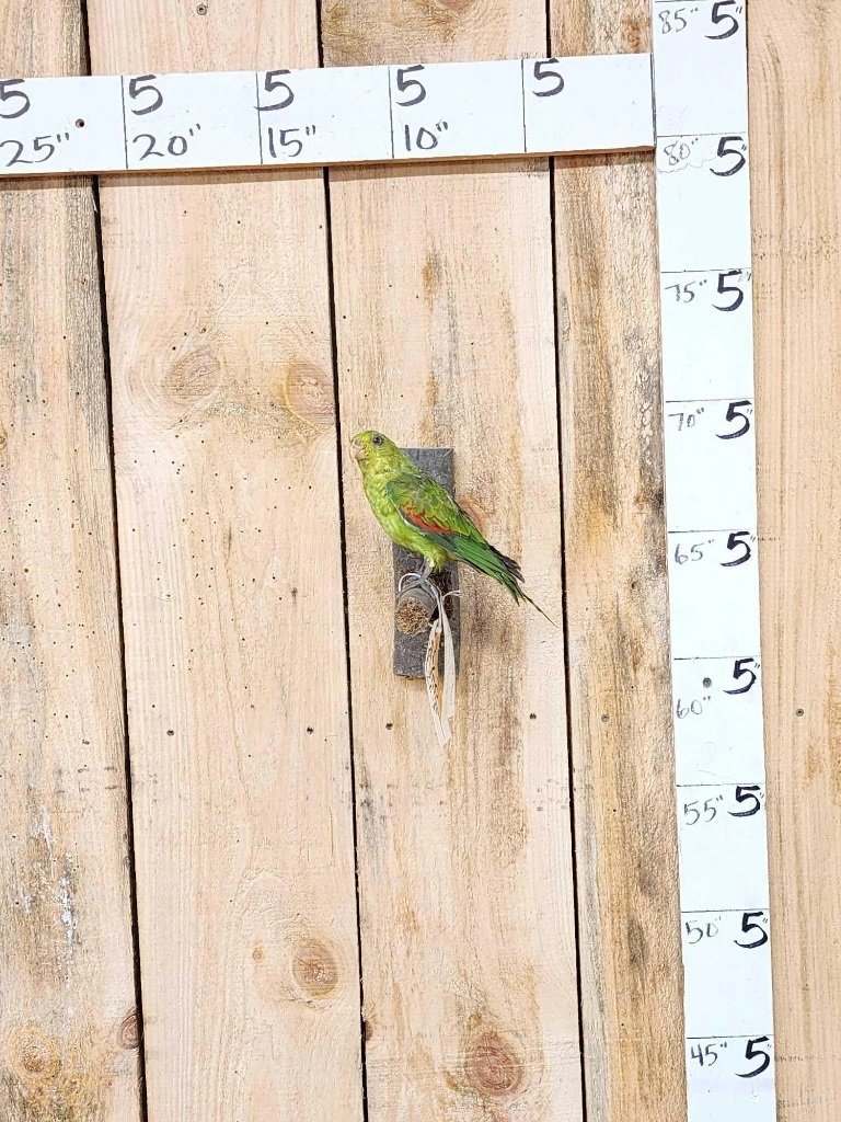 Red Winged Parrot Full Body Bird Taxidermy (1 of 4)