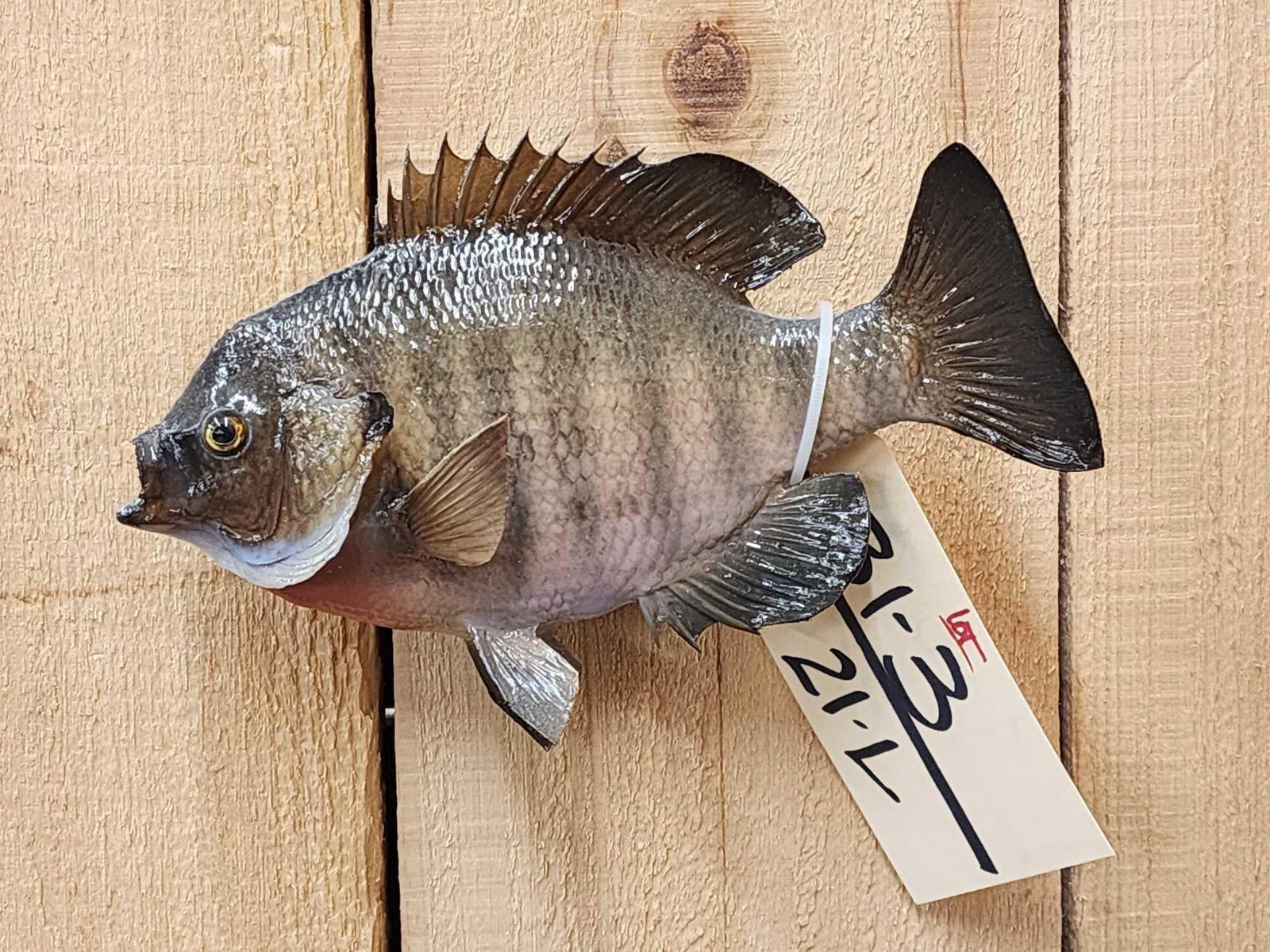 8" Bluegill Real Skin Fish Taxidermy (1 of 4)