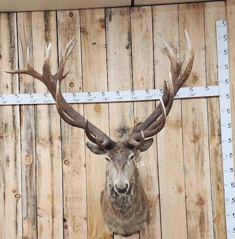 BIG Red Stag Shoulder Mount Taxidermy: 36.74 Guessing he will be in the high 300" class maybe more great look nice mount