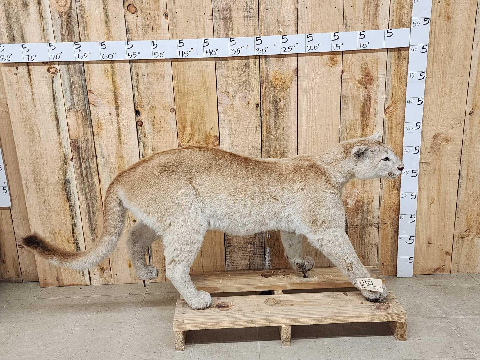 Mountain Lion Cougar Full Body Taxidermy Mount (1 of 4)