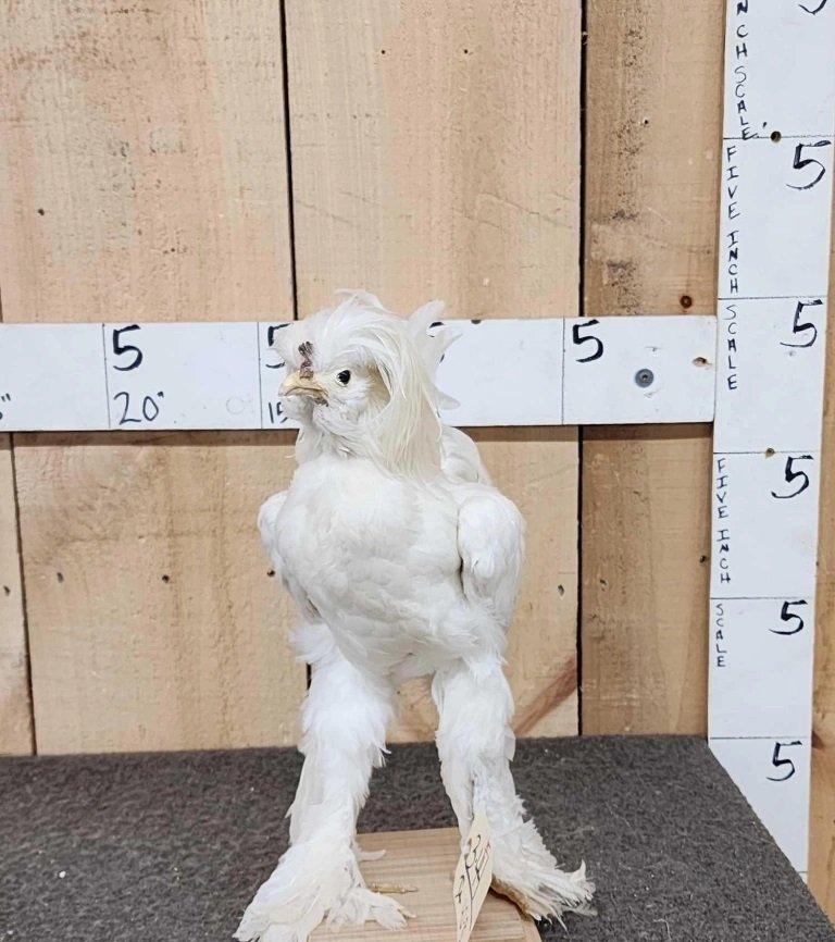 White Sultan Chicken Full Body Bird Taxidermy: 3.44 One of the coolest chicken mounts you will find great look