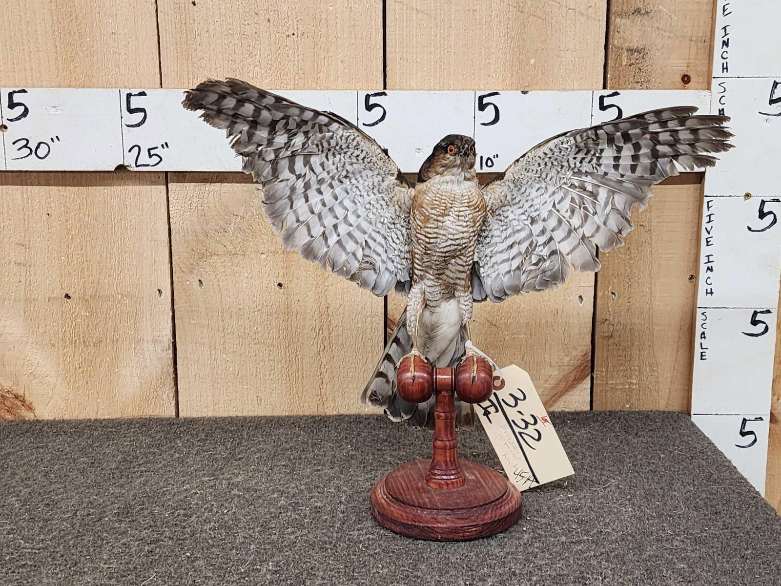 Eurasian Sparrowhawk Taking Flight Bird Taxidermy (1 of 4)