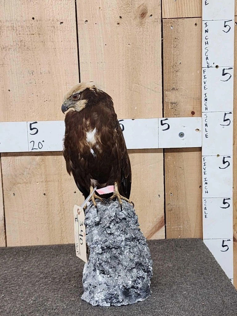 Western Marsh Harrier Full Body Bird Taxidermy: 3.40 Nice mount great look from Western Eurasia & adjacent Africa