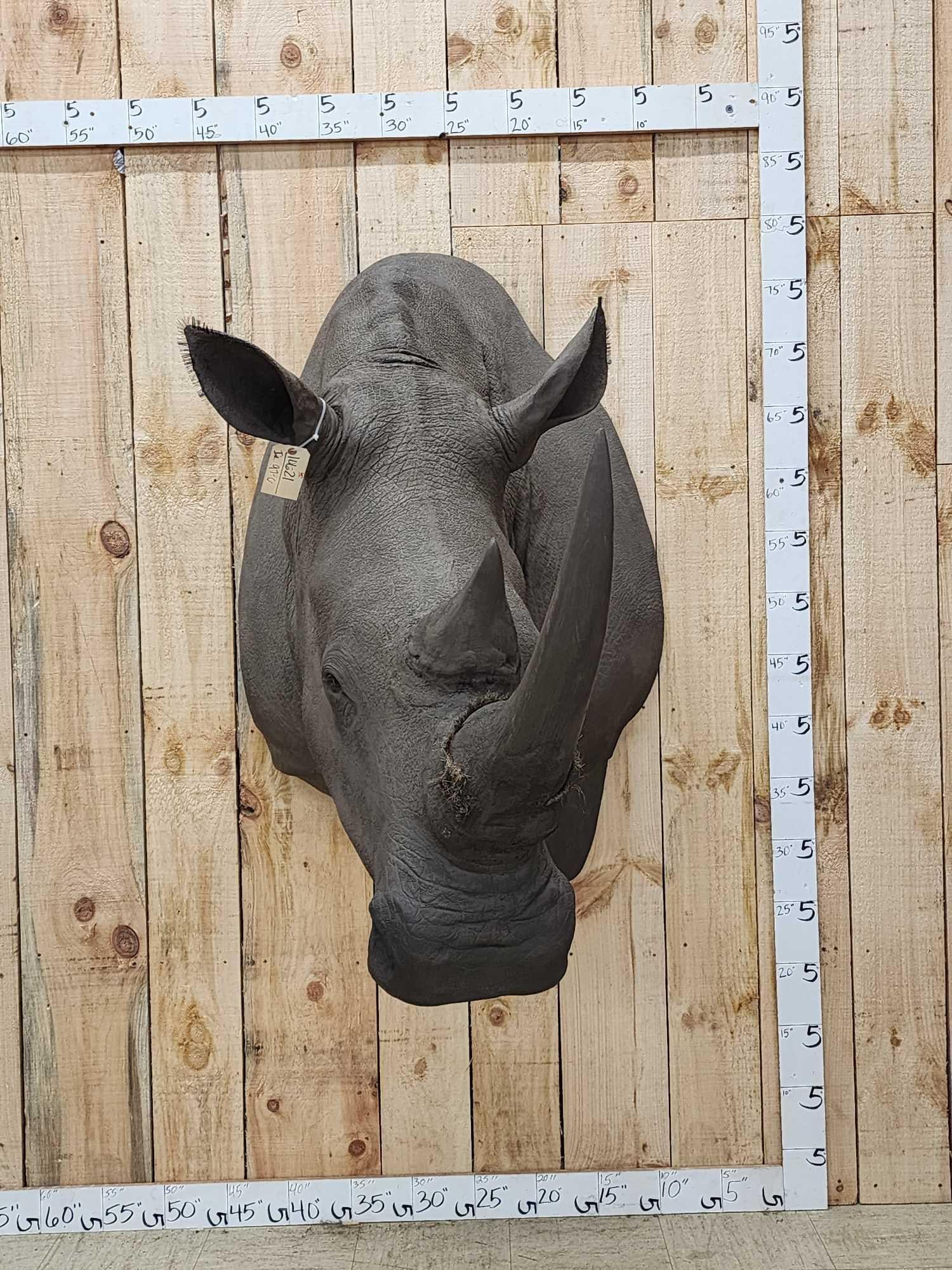 Reproduction White Rhinoceros Shoulder Mount Taxidermy (1 of 8)