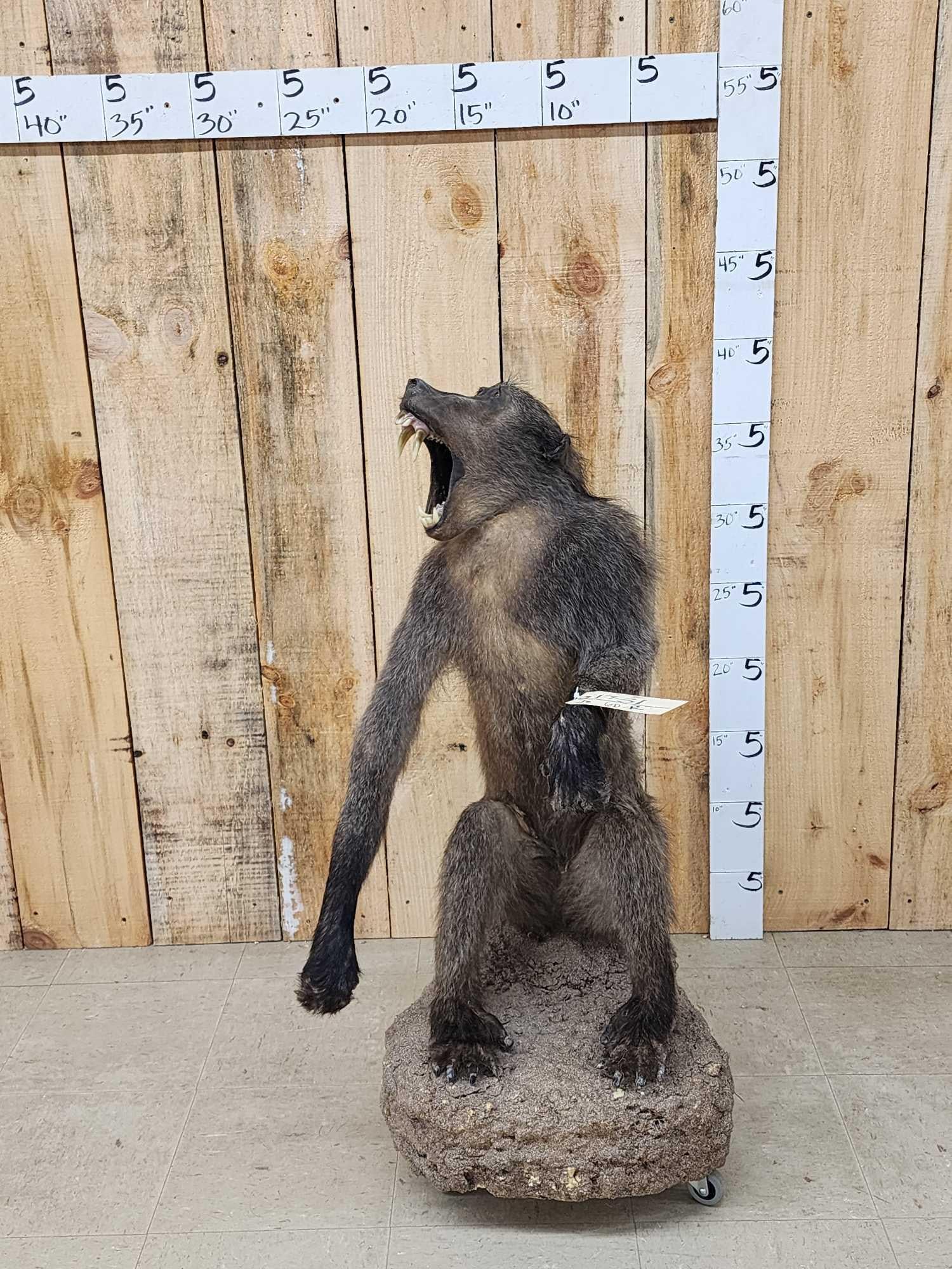 African Chakma Baboon Full Body Taxidermy Mount (1 of 6)