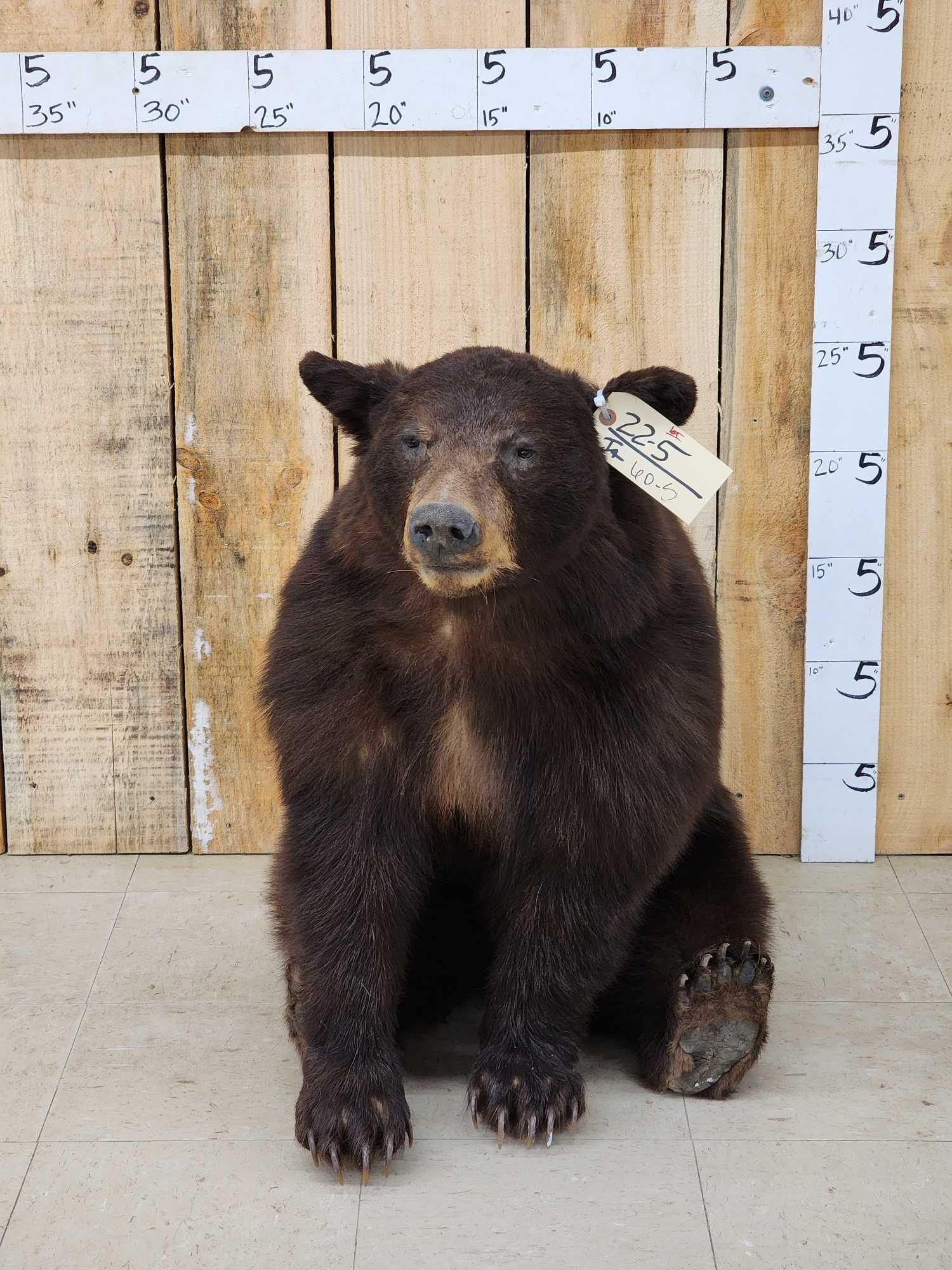 Black Bear Full Body Taxidermy Mount (1 of 6)