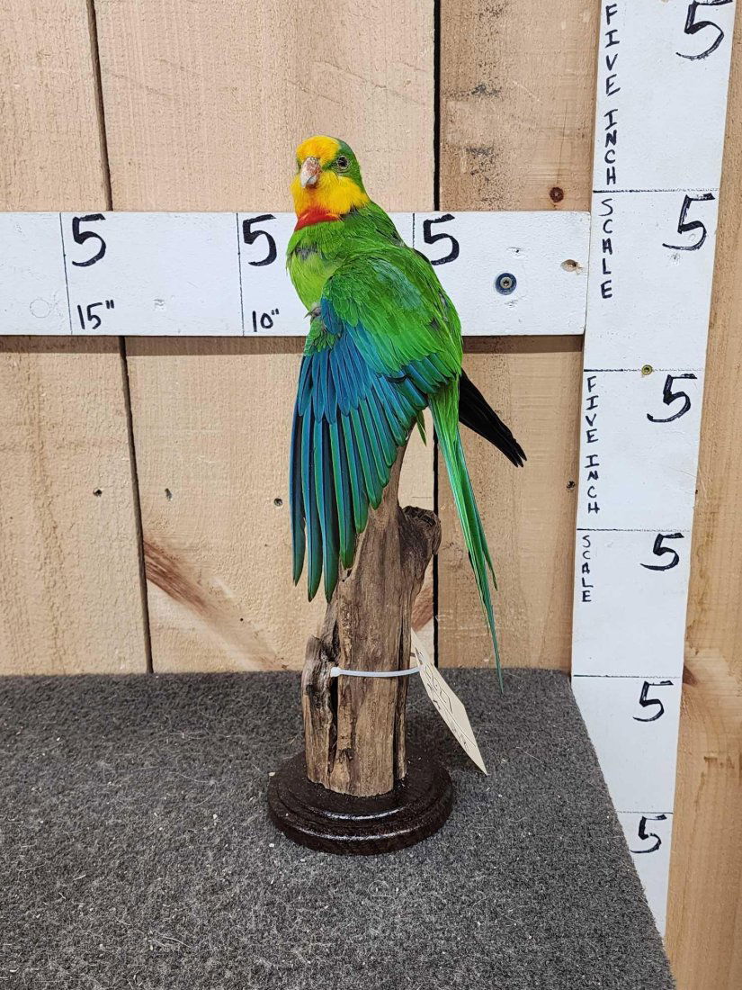 Superb Parrot Full Body Bird Taxidermy (1 of 5)