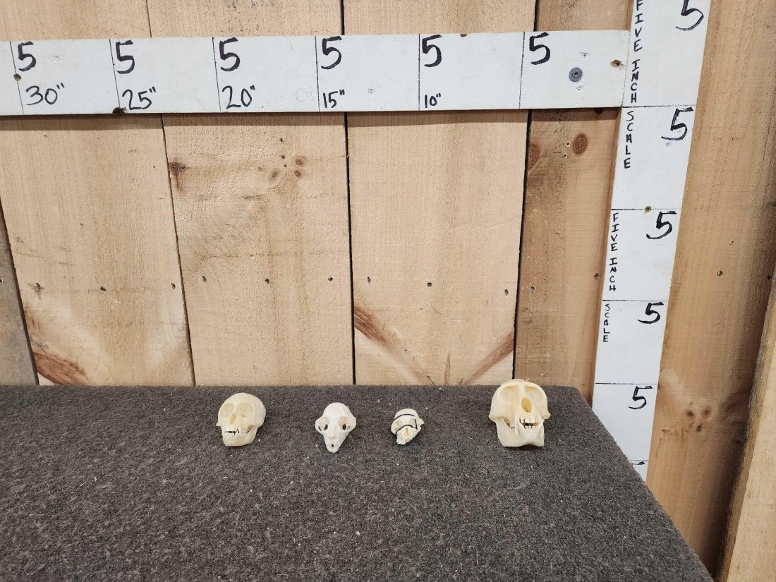 4 Monkey Skull Taxidermy (1 of 4)