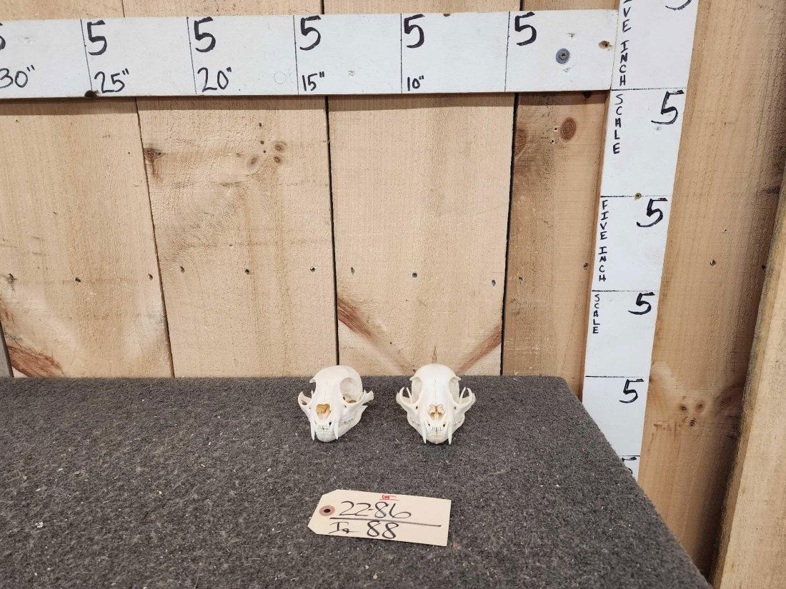 2 Lynx Skulls Taxidermy (1 of 3)