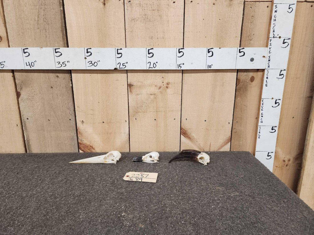 3 Bird Skulls Taxidermy (1 of 7)