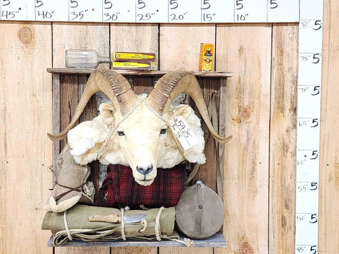 Mouflon Sheep Best Sheep Hunting Pack Record Book Boone Crockett