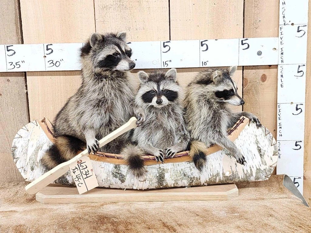 Family Of 3 Raccoons In A Birch Bark Canoe Taxidermy Auction