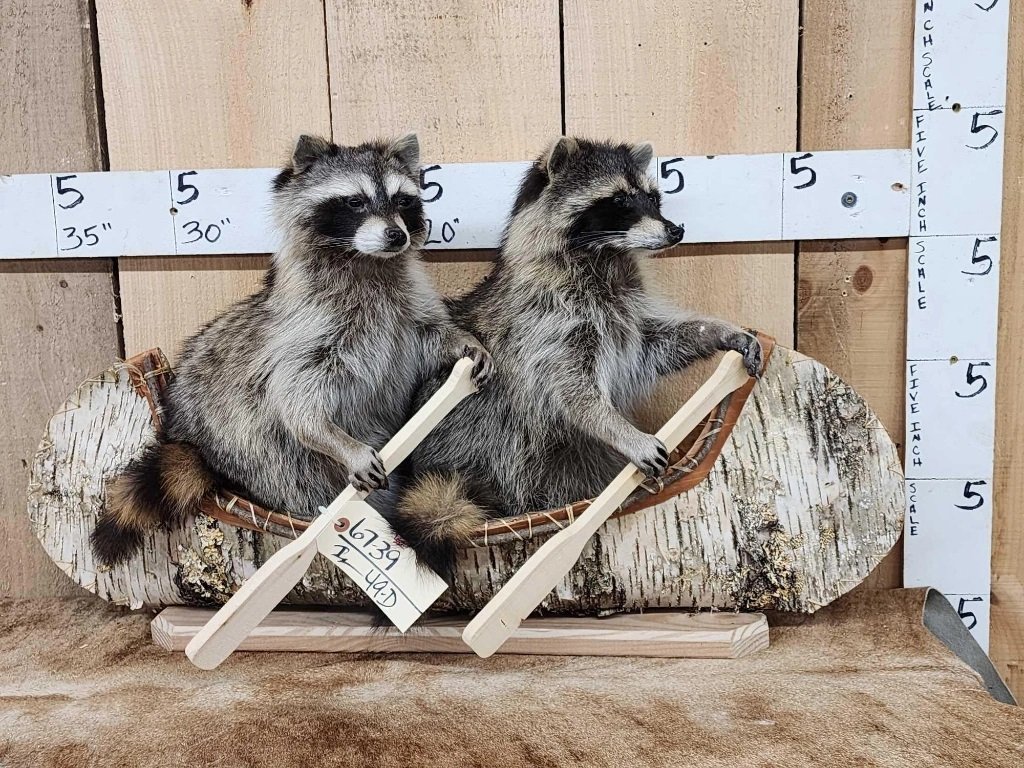 2 Raccoons In A Birch Bark Canoe (1 of 4)