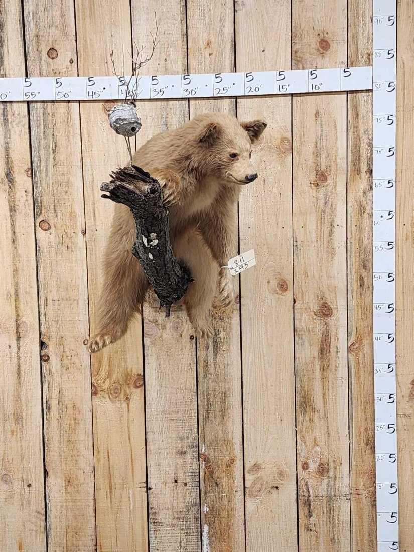 Blonde Phase Juvenile Black Bear Full Body Taxidermy Mount (1 of 10)