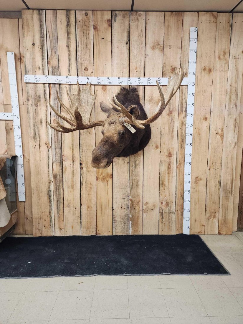 Big 50" Canadian Moose Shoulder Mount Taxidermy (1 of 8)
