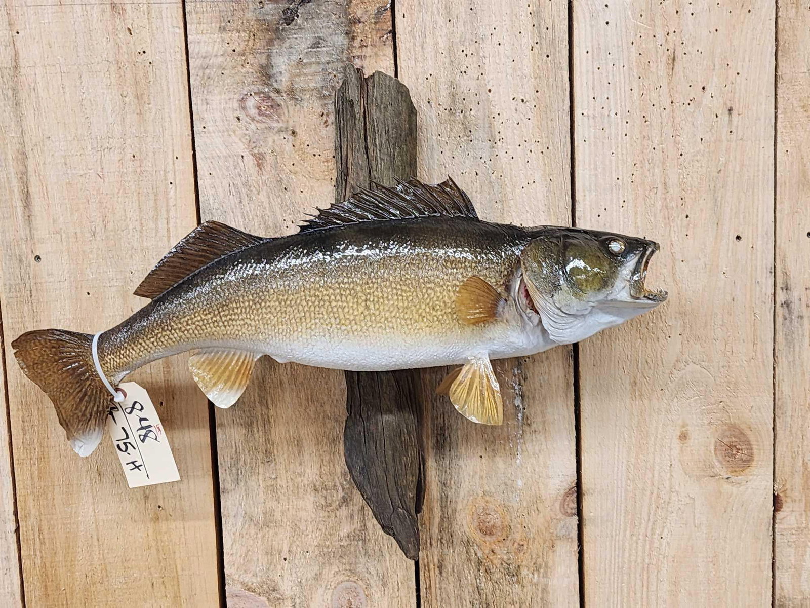 28" Walleye Real Skin Fish Taxidermy (1 of 3)