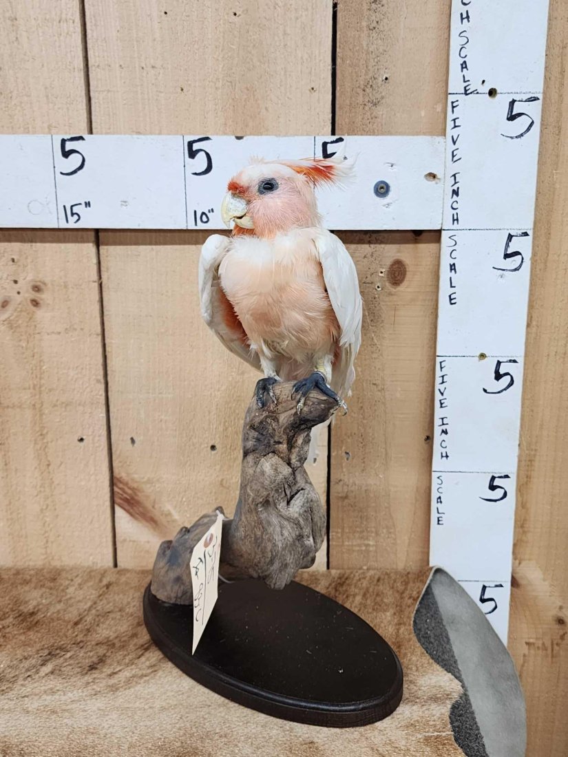 Major Mitchell Cockatoo Full Body Bird Taxidermy: 3.75 AKA Pink Cockatoo nice mount