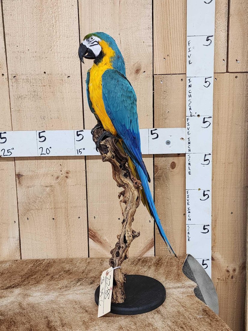 AWESOME Blue & Yellow Macaw Parrot Full Body Bird Taxidermy (1 of 6)
