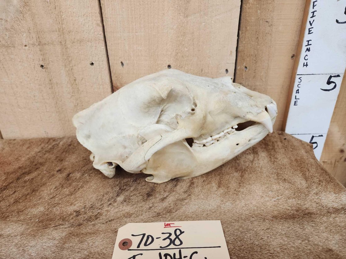 BIG Black Bear Skull Taxidermy (1 of 5)