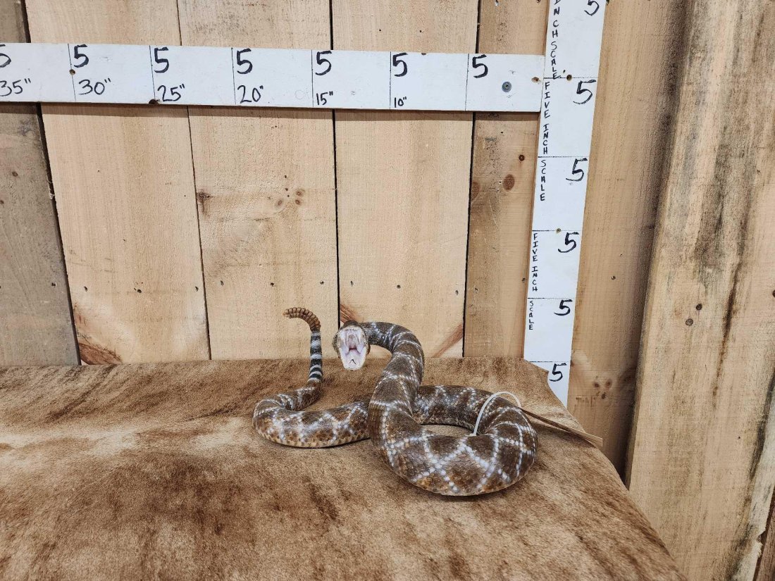 Big Diamondback Rattlesnake Taxidermy Mount: 26.33 Striking pose if this snake was laying out straight he would be over 5' long !