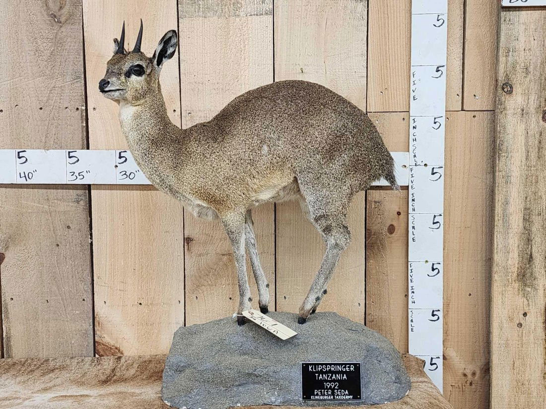 African Klipspringer Full Body Taxidermy Mount (1 of 4)