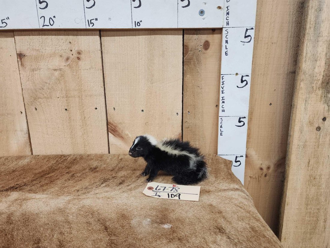 Baby Skunk Full Body Taxidermy Mount: 67.78 Brand new mount