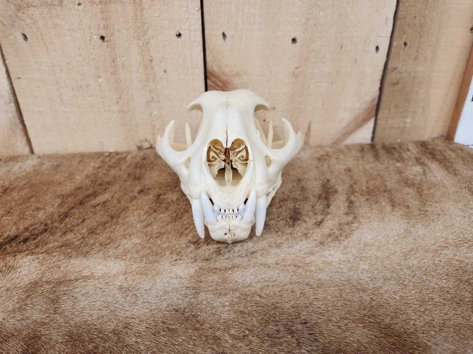 Mountain Lion Cougar Skull Taxidermy (1 of 4)