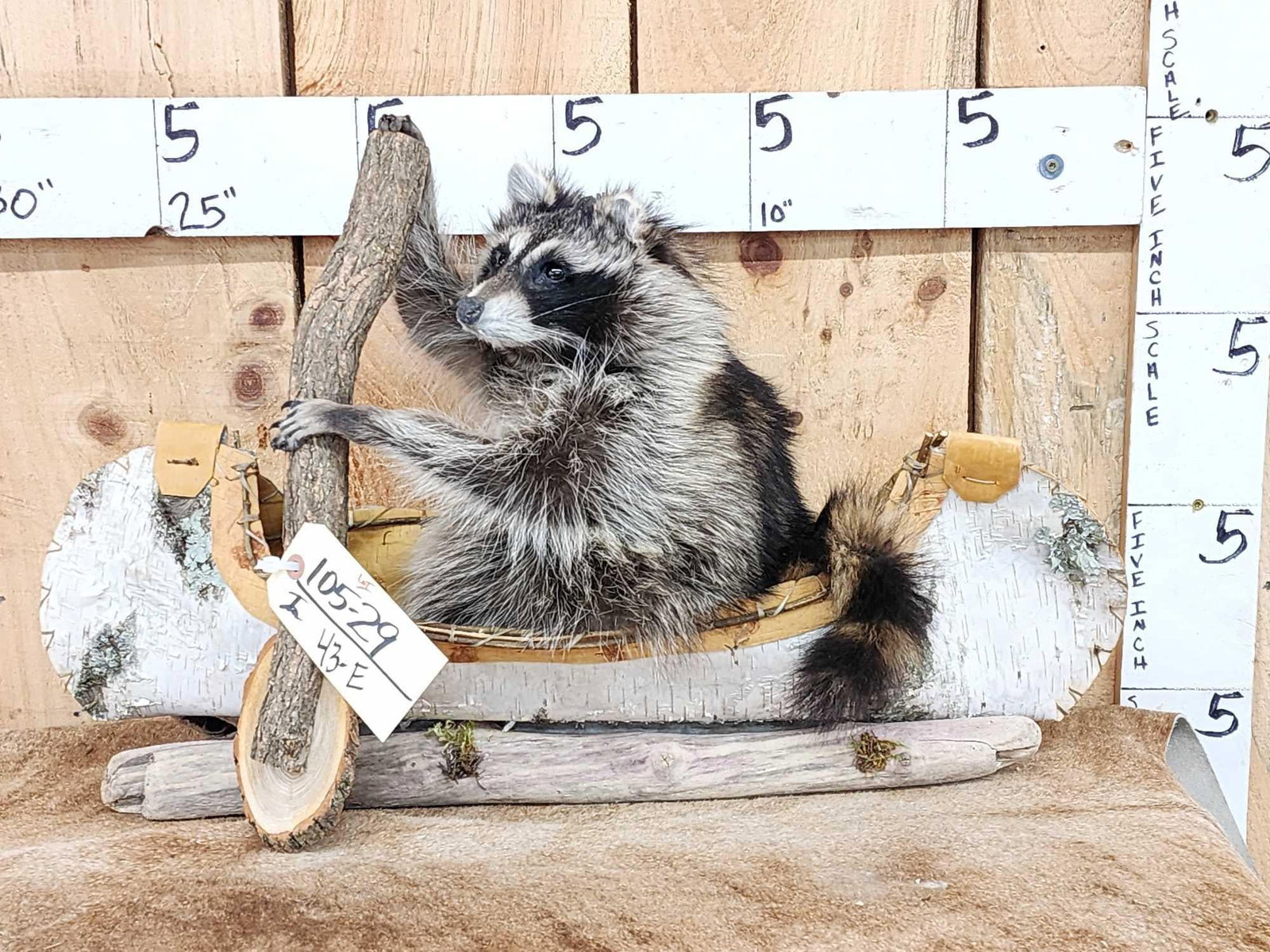 Raccoon In A Birch Bark Canoe Taxidermy (1 of 4)