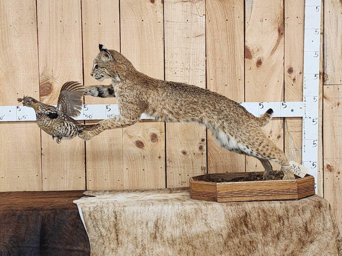 Bobcat Leaping For A Grouse Full Body Taxidermy Mount: 24.25 Cool action piece
