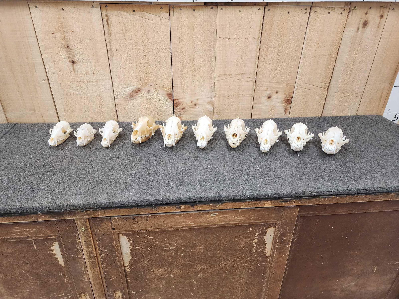 Red Fox & Coyote Skulls Taxidermy (1 of 7)