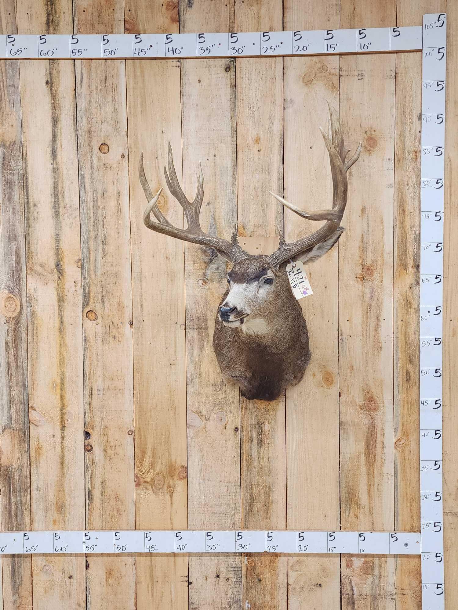 Mule Deer Shoulder Mount Taxidermy (1 of 3)