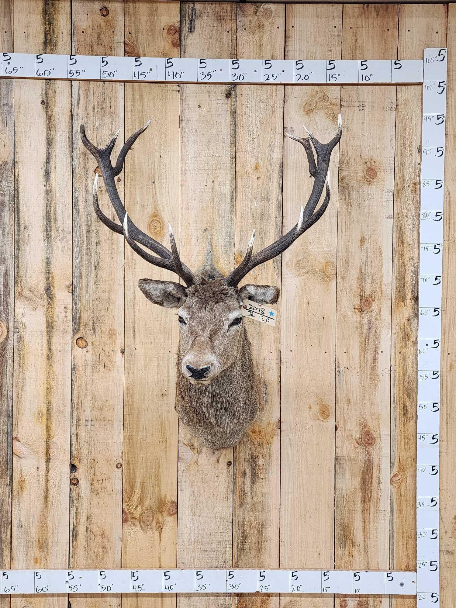Red Stag Shoulder Mount Taxidermy (1 of 1)