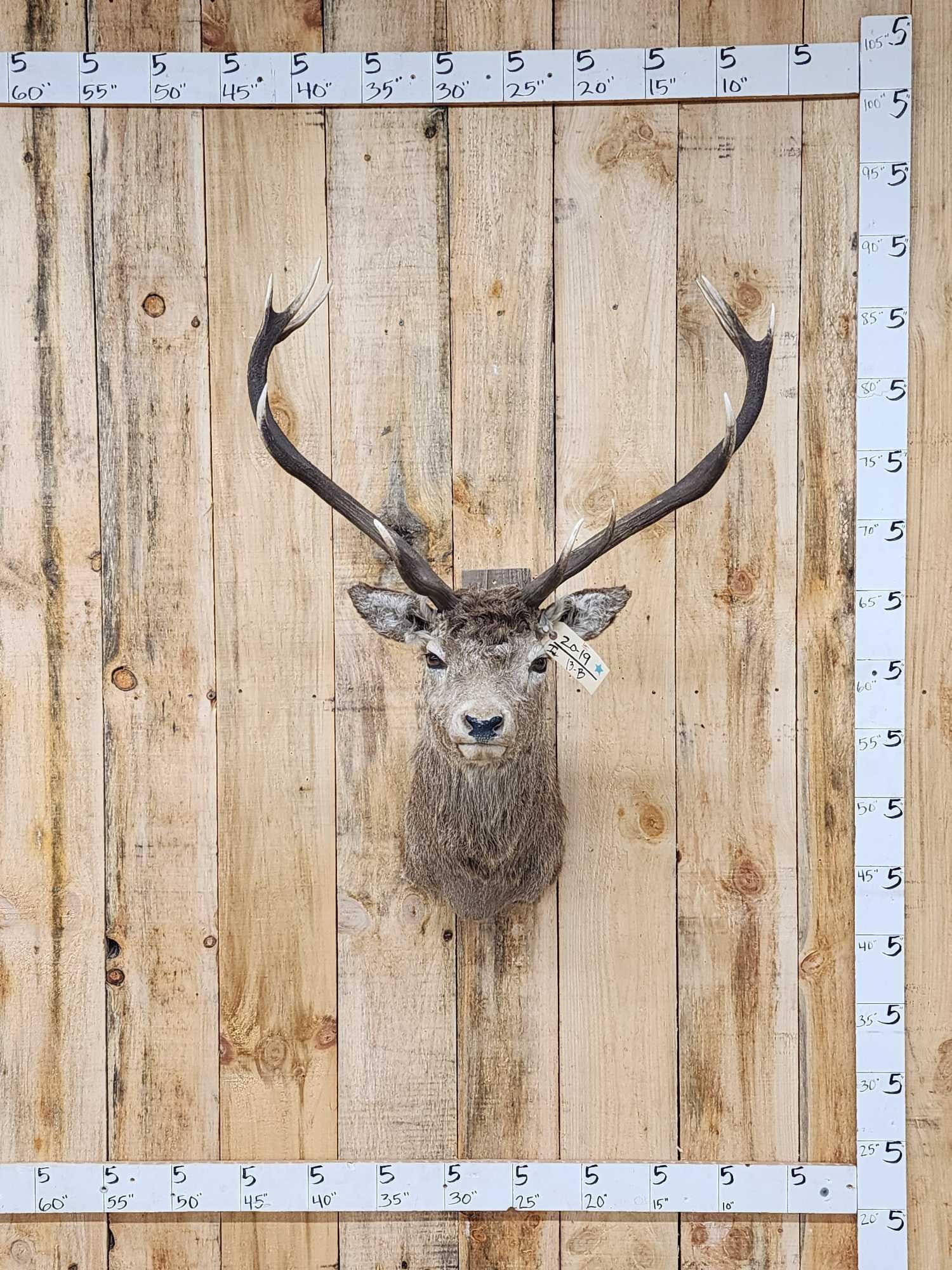 Red Stag Shoulder Mount Taxidermy: 20.19 Great hair polished ivory tip Antlers