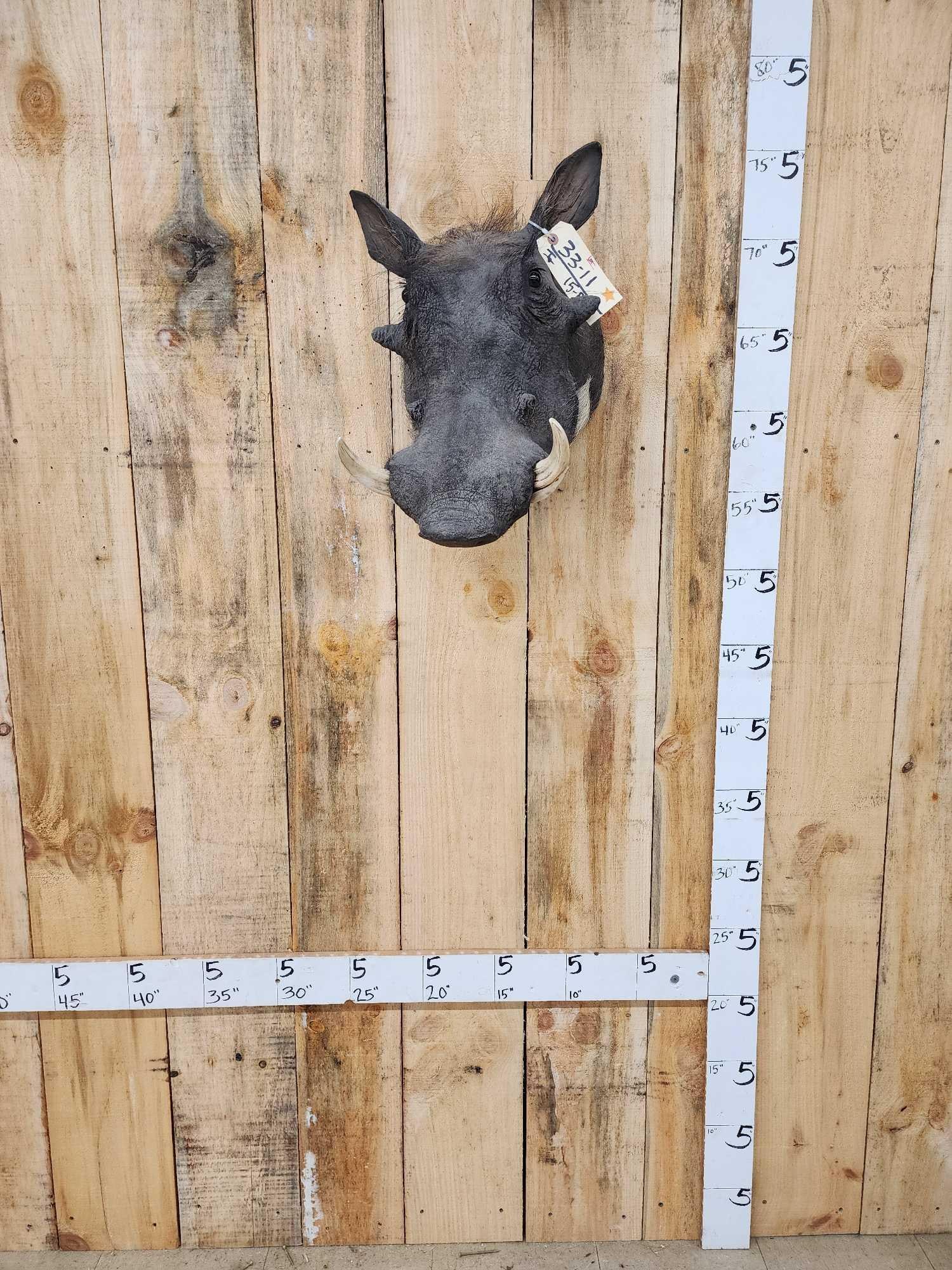 African Warthog Shoulder Mount Taxidermy (1 of 4)