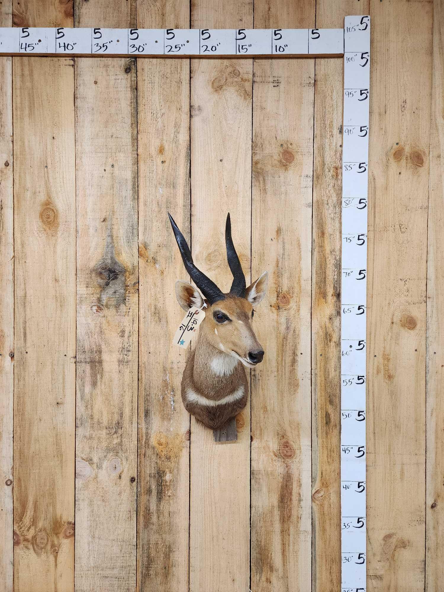 African Bush Buck Shoulder Mount (1 of 4)