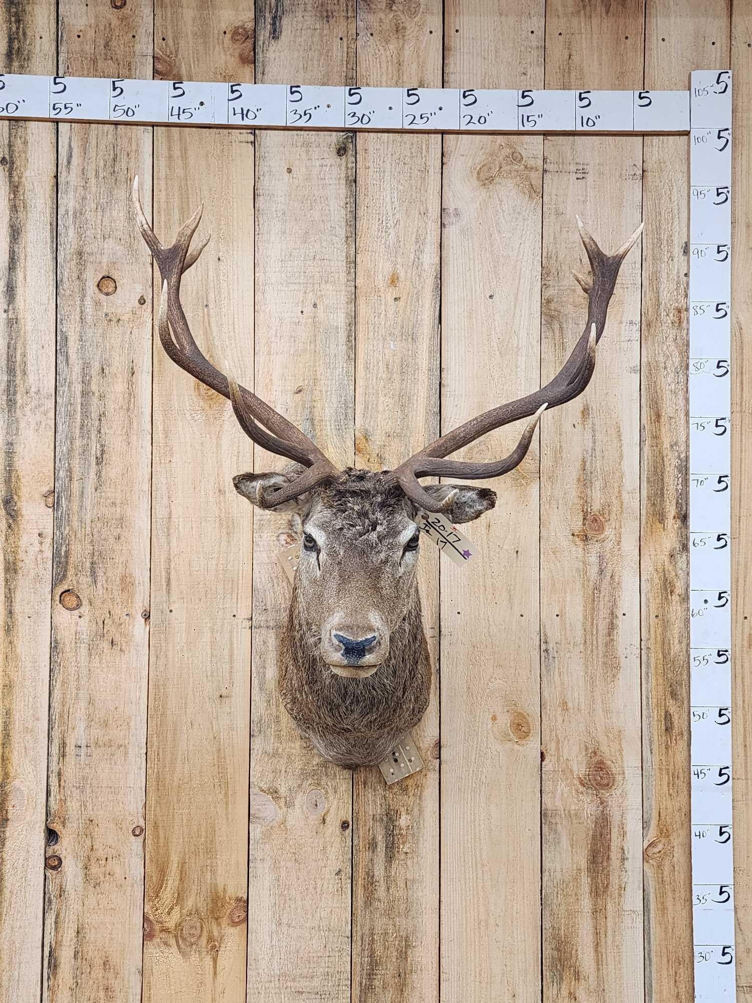Red Stag Shoulder Mount Taxidermy: 20.17 Clean mount great for a smaller space